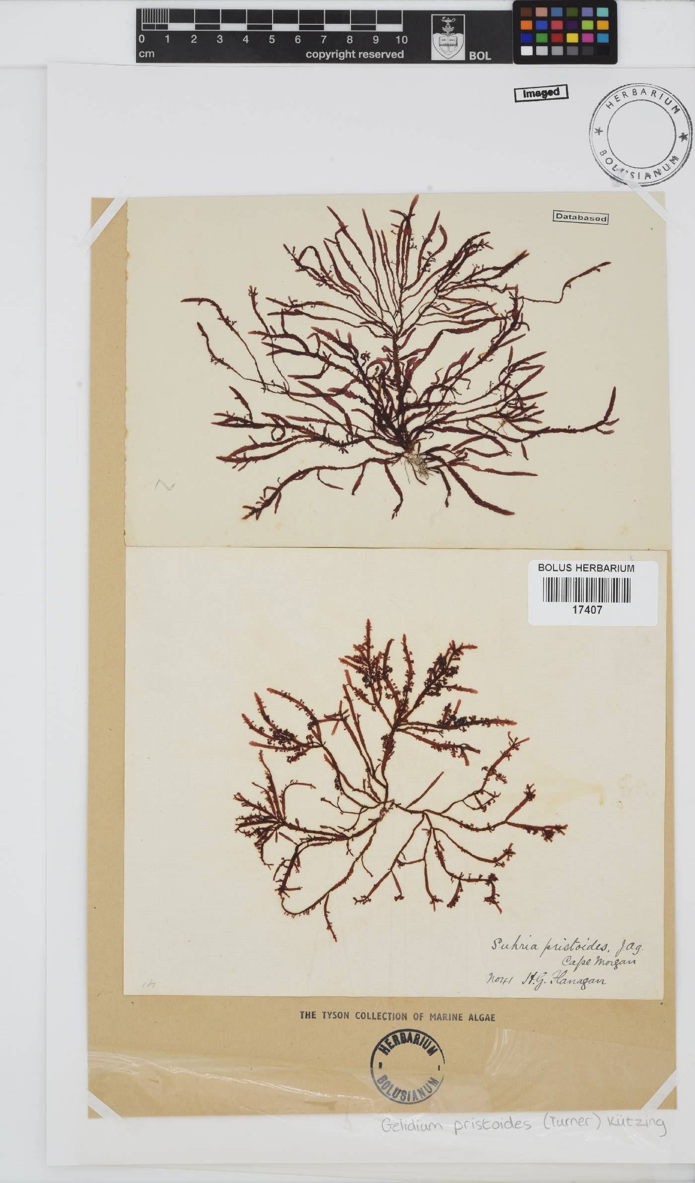 Gelidium pristoides image