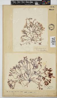 Gelidium pristoides image