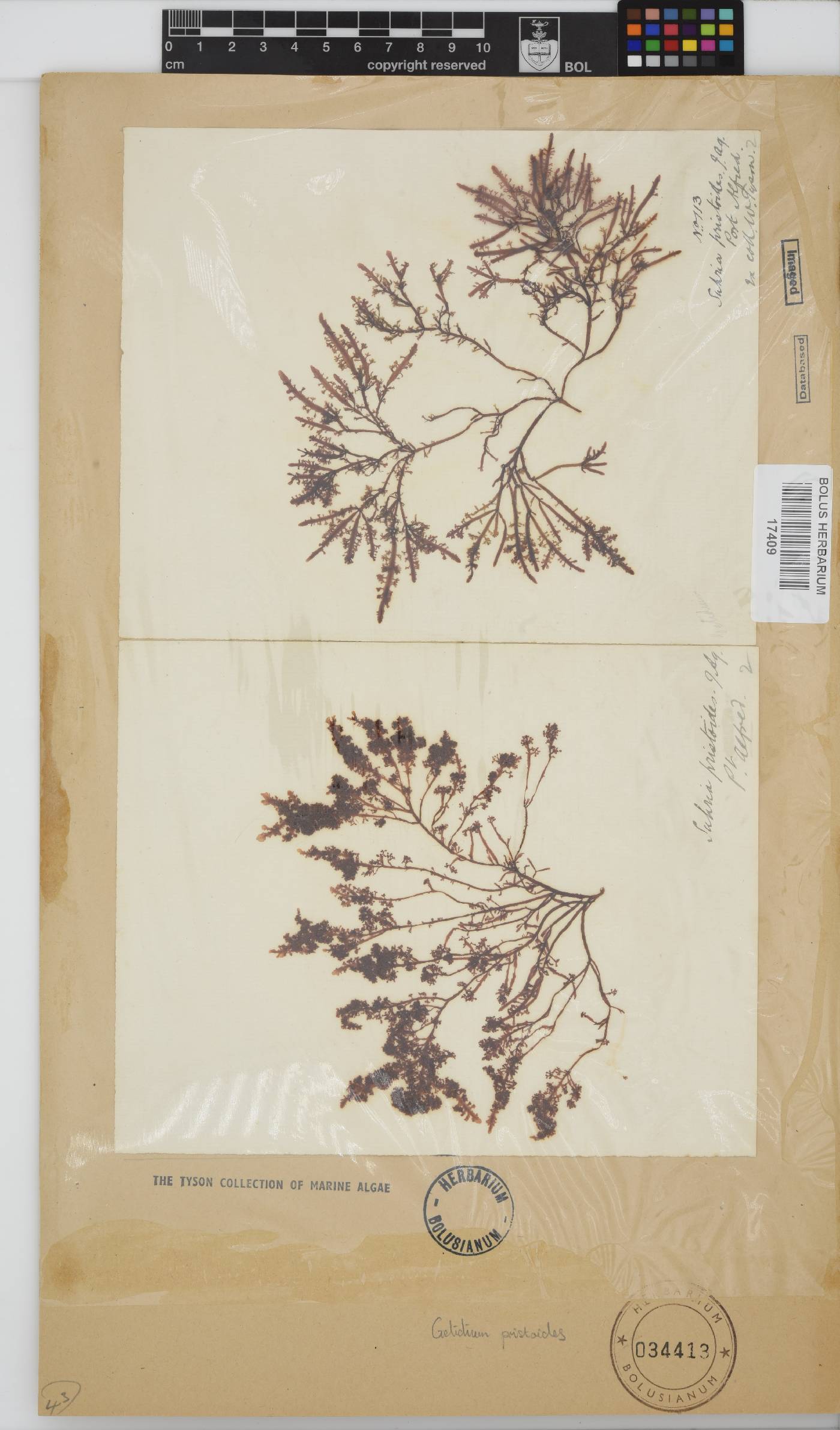 Gelidium pristoides image