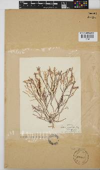 Gelidium pristoides image