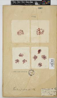 Gelidium pristoides image