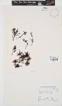 Gelidium pristoides image