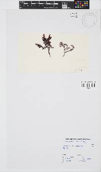 Gelidium pristoides image