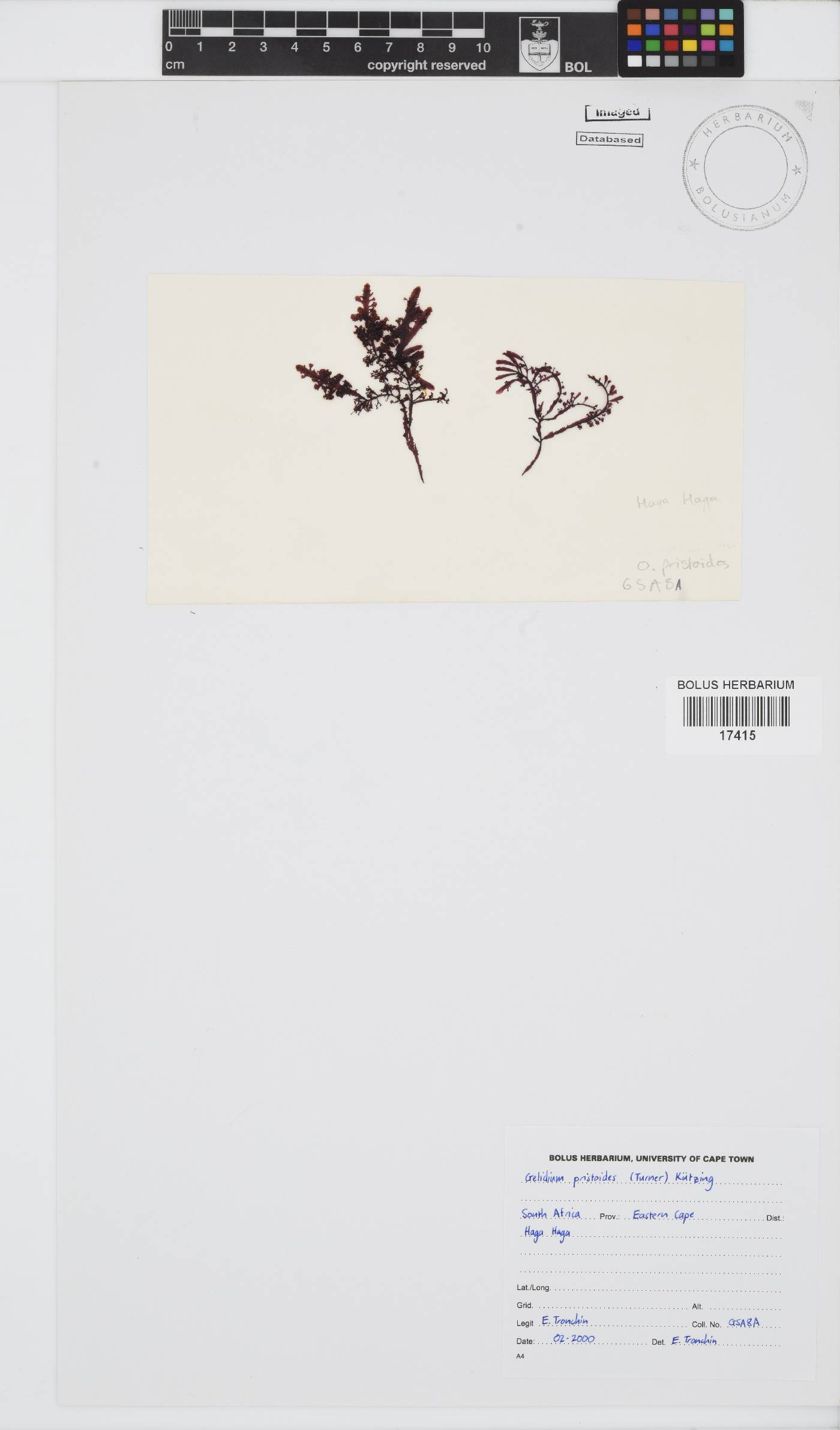 Gelidium image