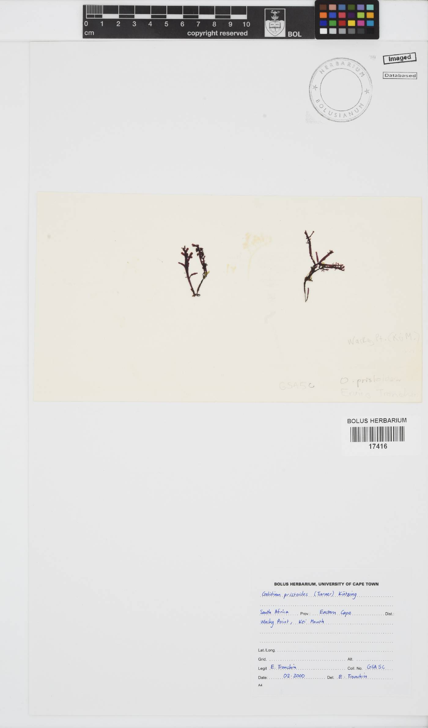 Gelidium pristoides image