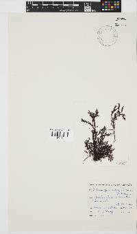 Gelidium pristoides image