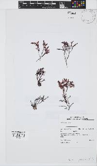 Gelidium pristoides image