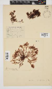 Gelidium pristoides image