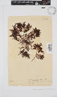 Gelidium pristoides image