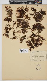 Gelidium pristoides image