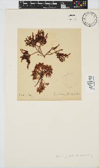 Gelidium pristoides image
