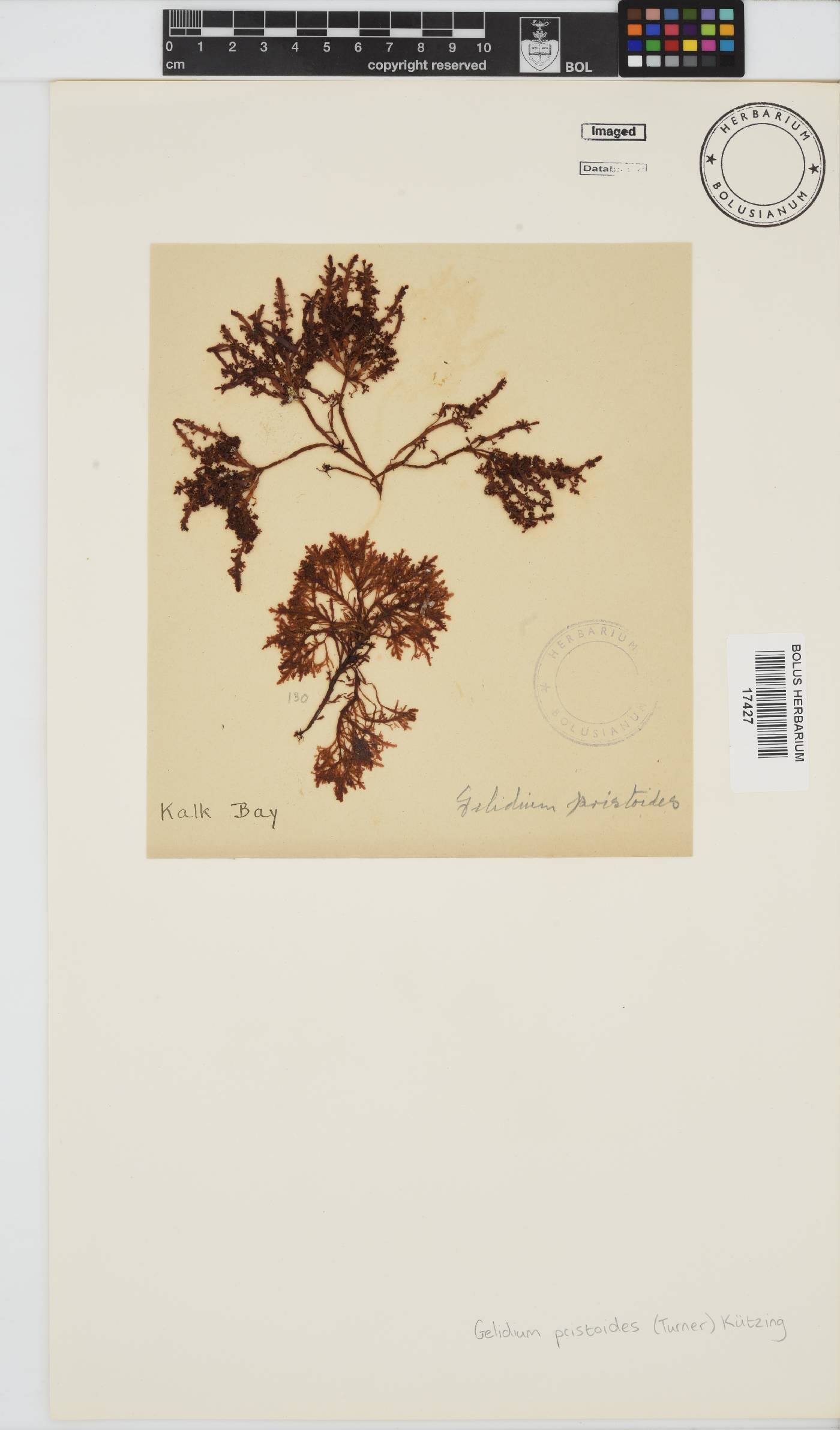 Gelidium image