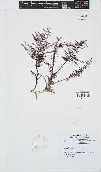 Gelidium pteridifolium image