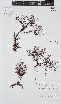 Gelidium pteridifolium image