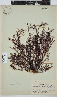 Gelidium pteridifolium image