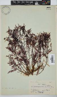 Gelidium pteridifolium image