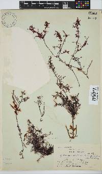 Gelidium pteridifolium image