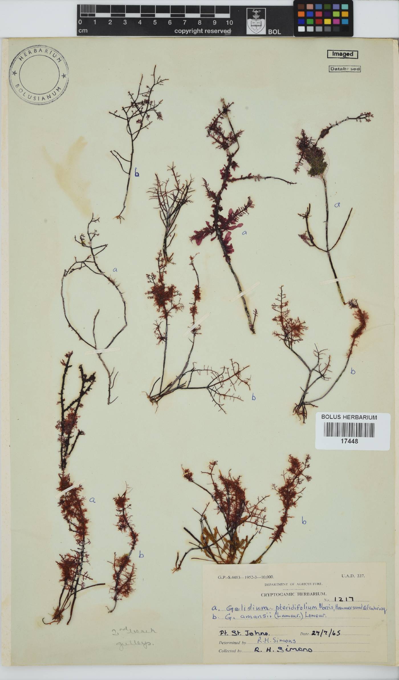 Gelidium pteridifolium image