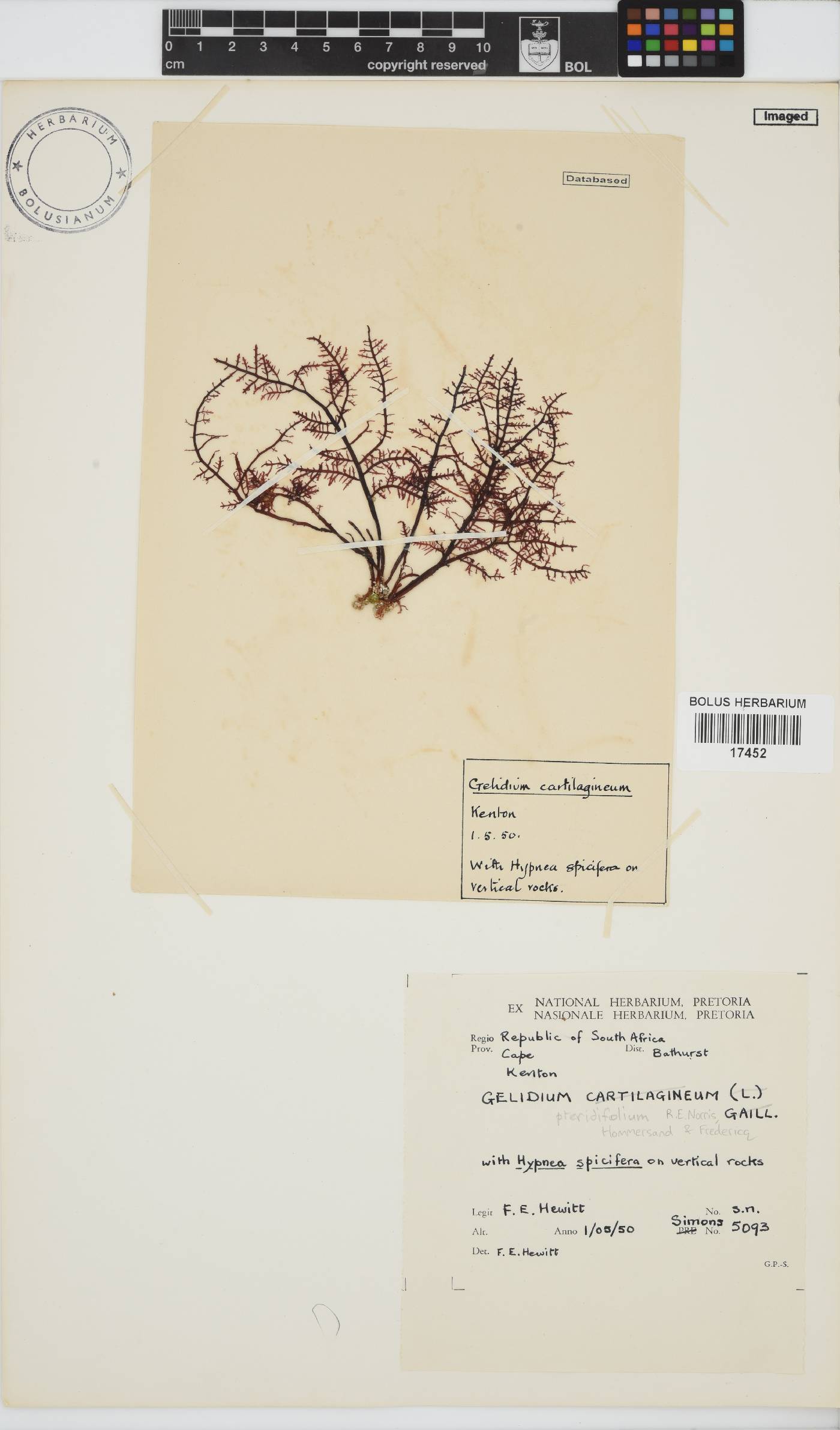 Gelidium pteridifolium image