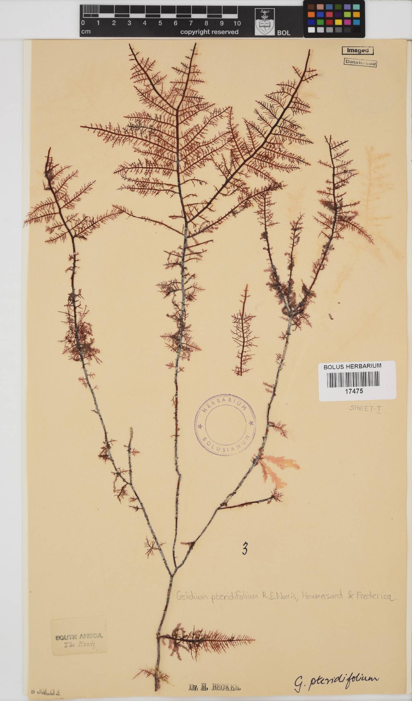 Gelidium pteridifolium image