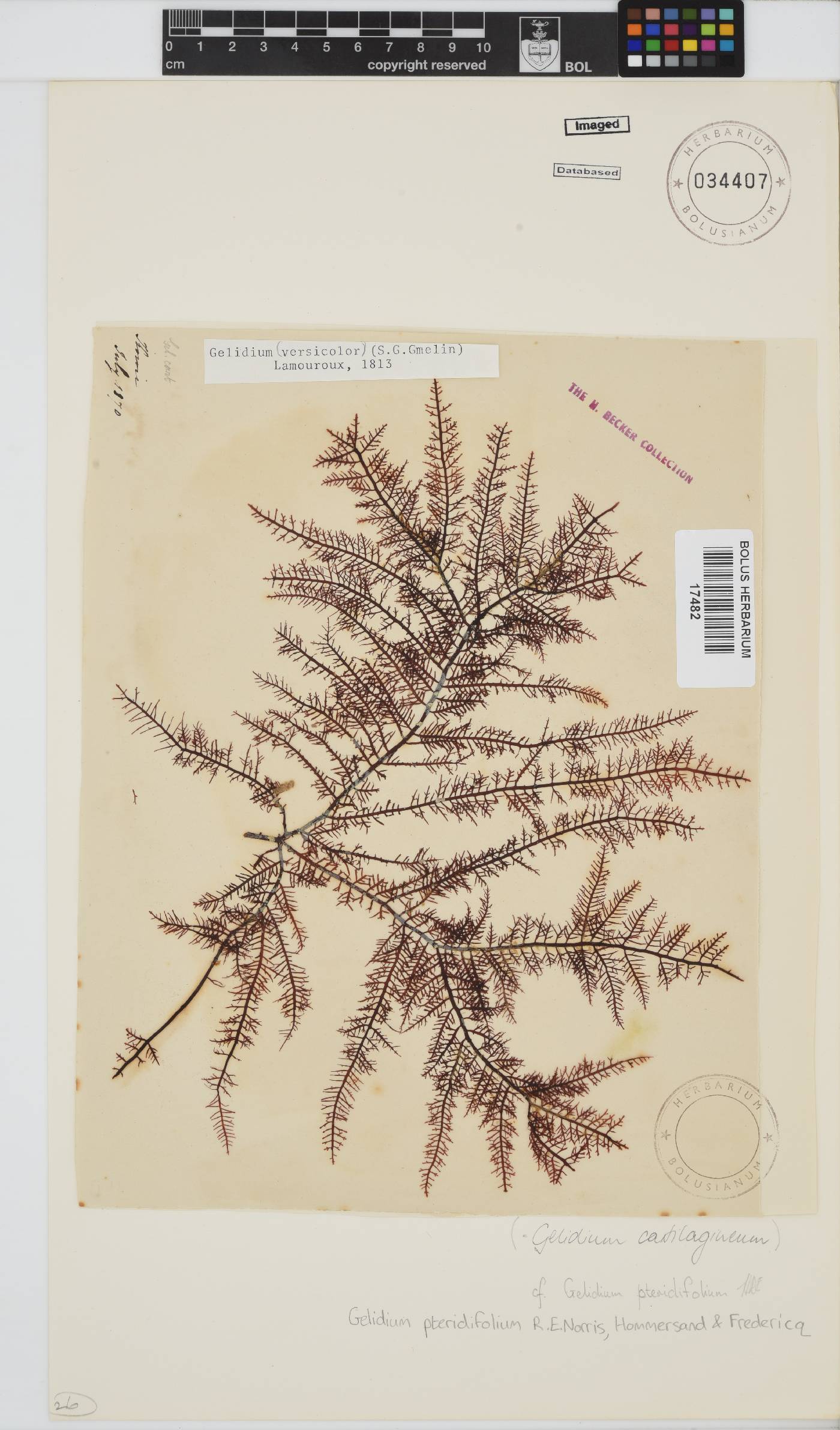 Gelidium pteridifolium image