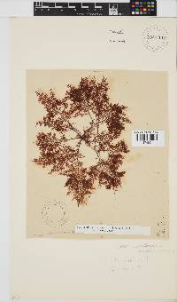 Gelidium capense image