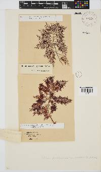 Gelidium pteridifolium image