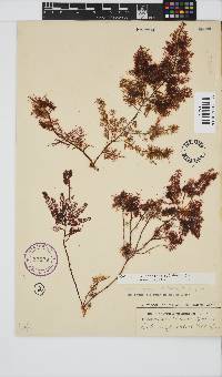 Gelidium capense image