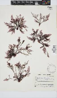 Image of Gelidium robustum