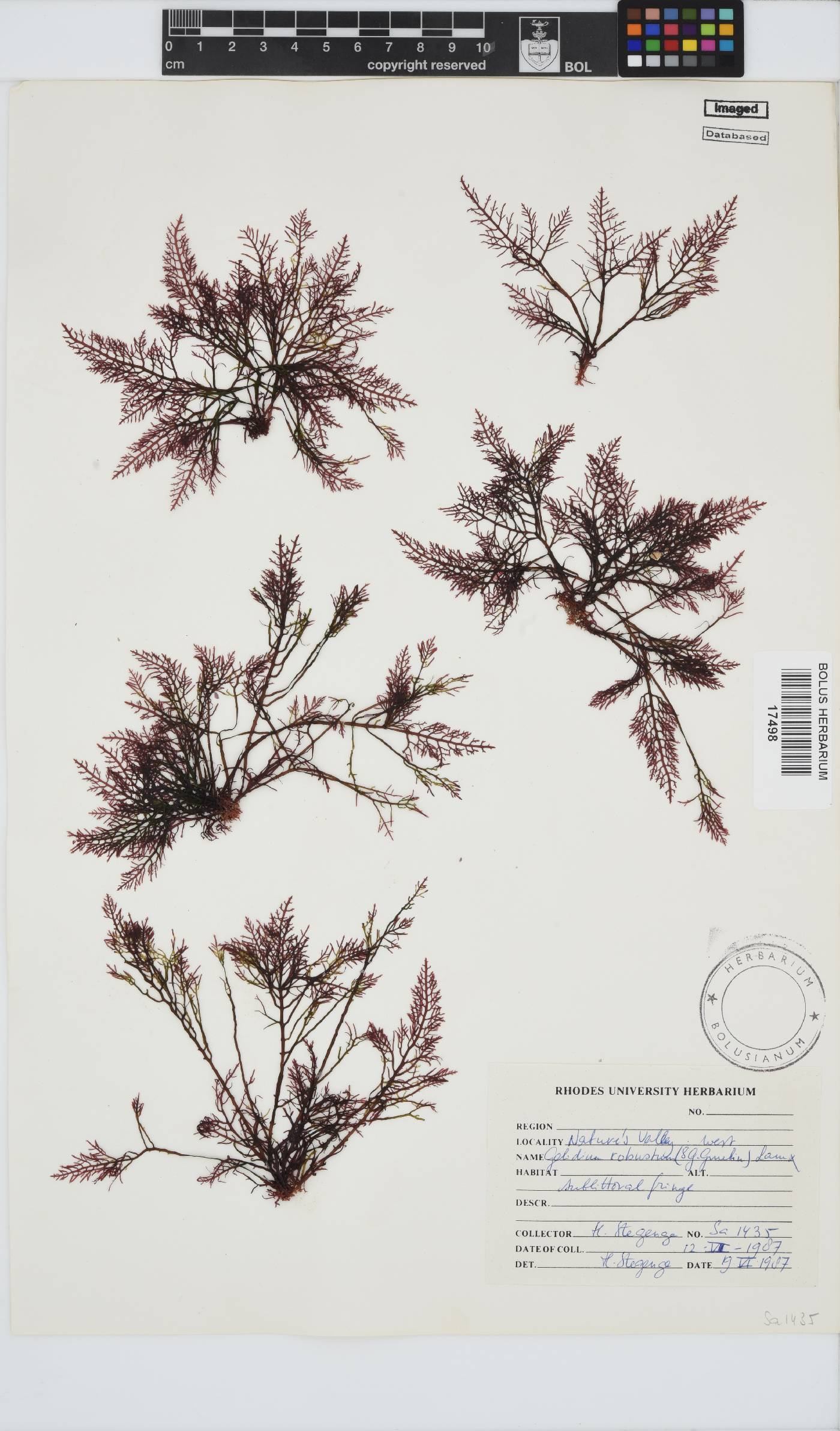 Gelidium robustum image