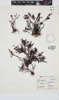 Gelidium robustum image