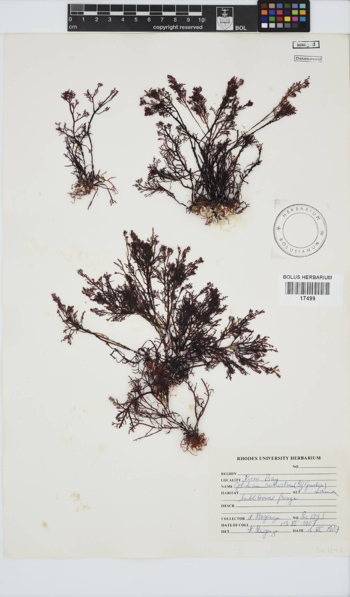 Gelidium robustum image