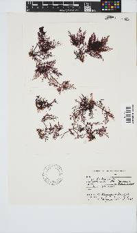 Gelidium robustum image