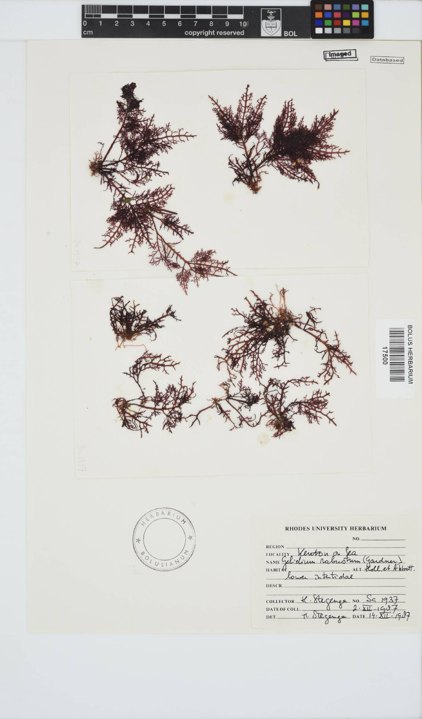 Gelidium robustum image