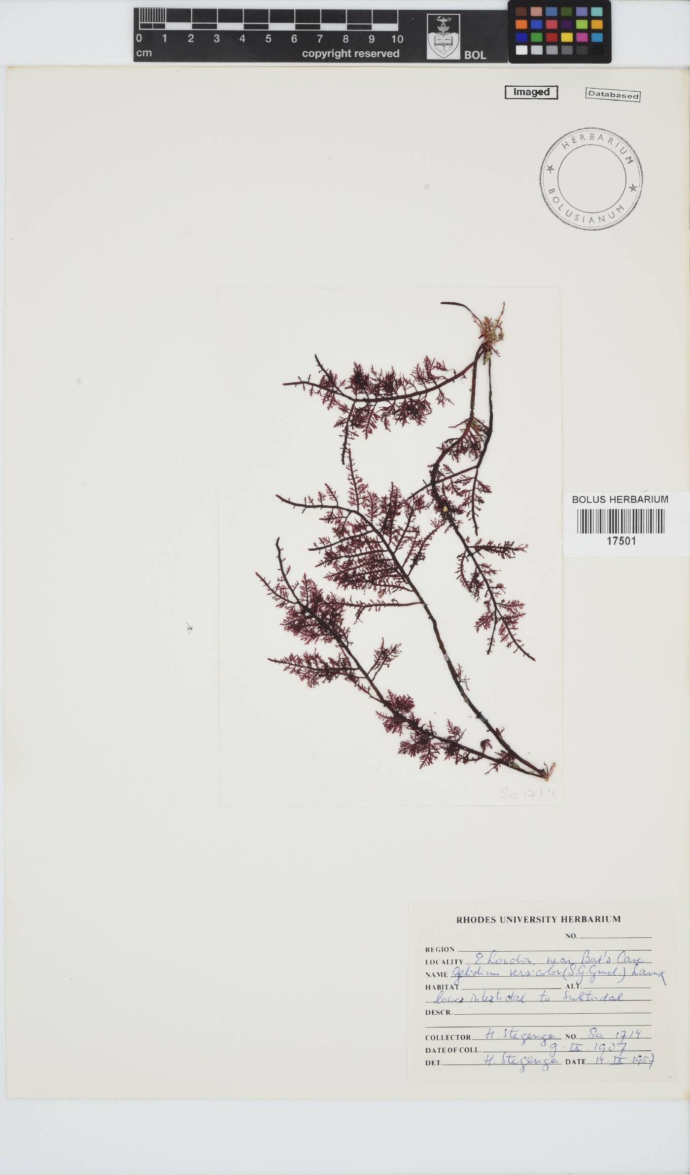 Gelidium versicolor image