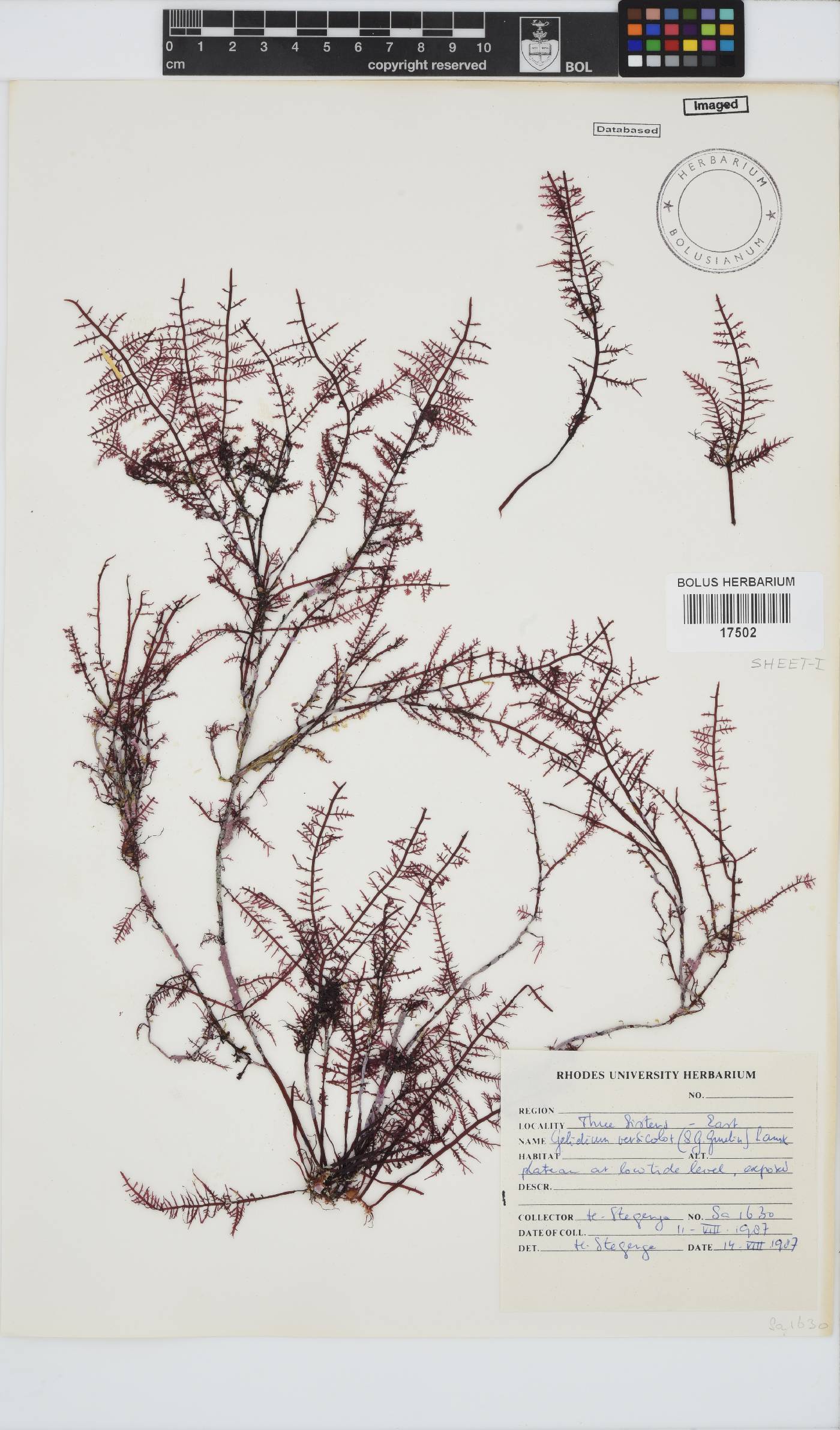 Gelidium versicolor image
