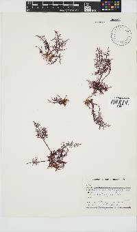 Gelidium versicolor image