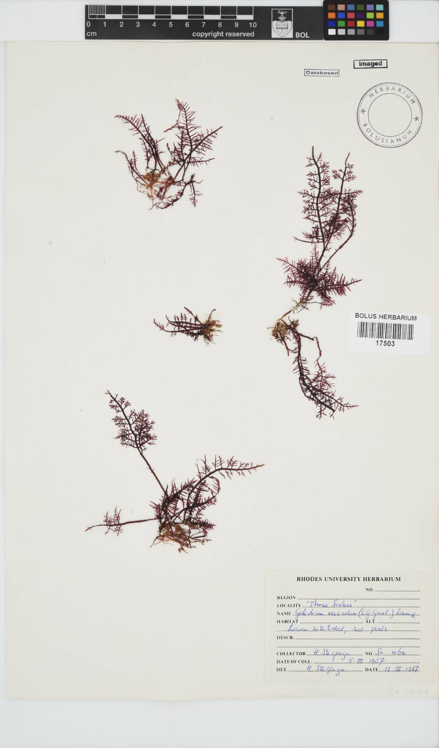 Gelidium versicolor image