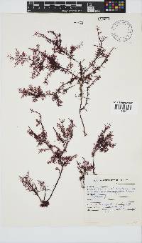 Gelidium versicolor image
