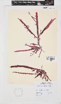 Image of Gelidium vittatum