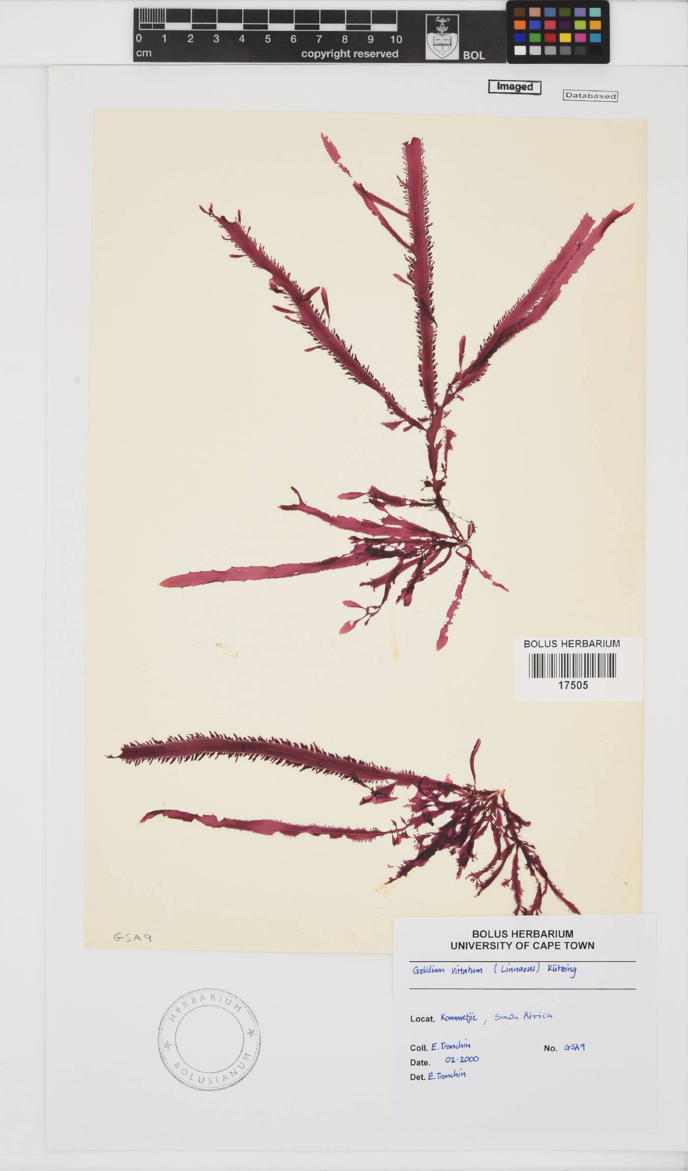 Gelidium vittatum image