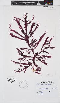 Gelidium vittatum image