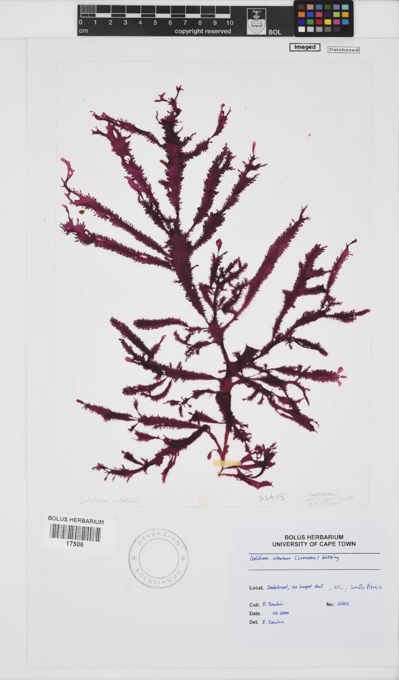 Gelidium vittatum image
