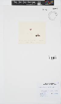 Gelidium reptans image