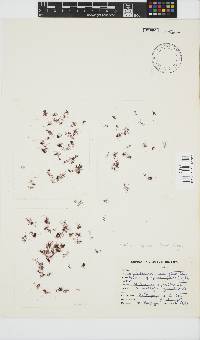Gelidium reptans image