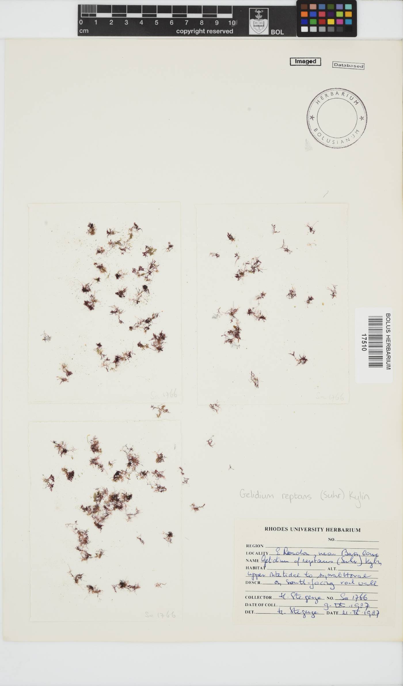 Gelidium reptans image
