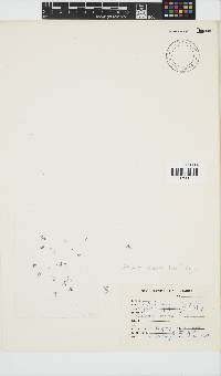 Gelidium reptans image