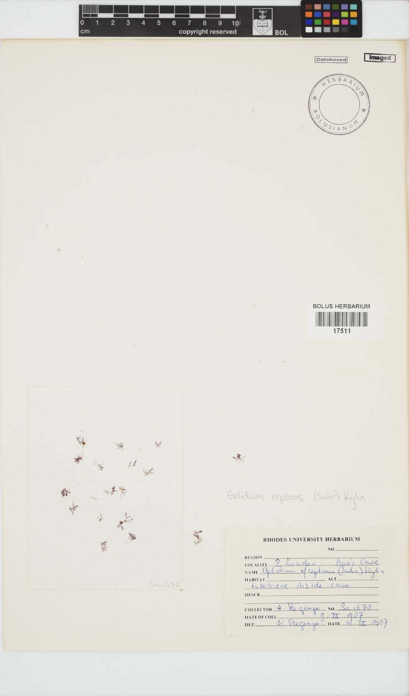 Gelidium reptans image