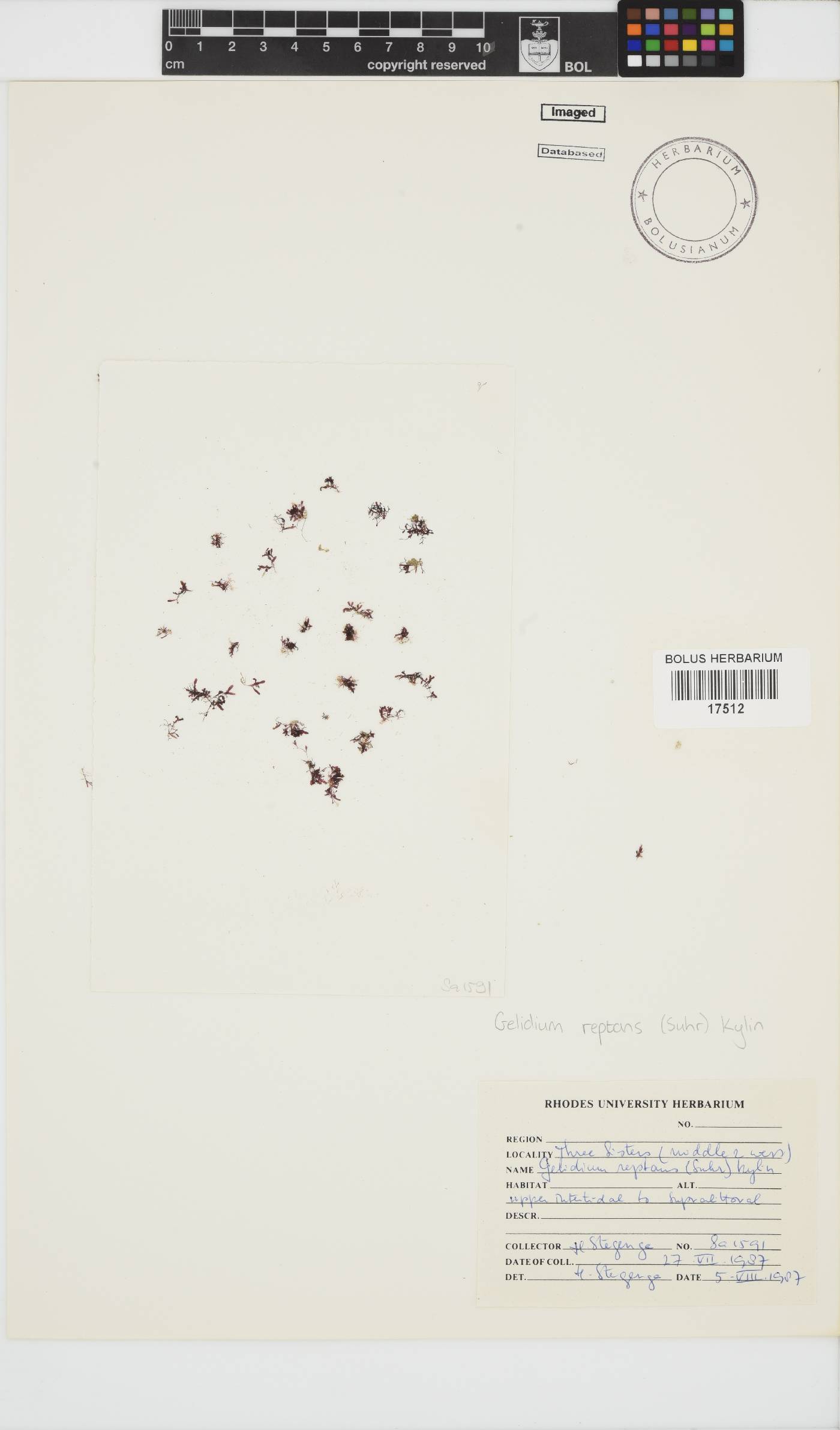 Gelidium reptans image
