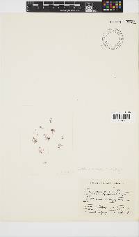 Gelidium reptans image